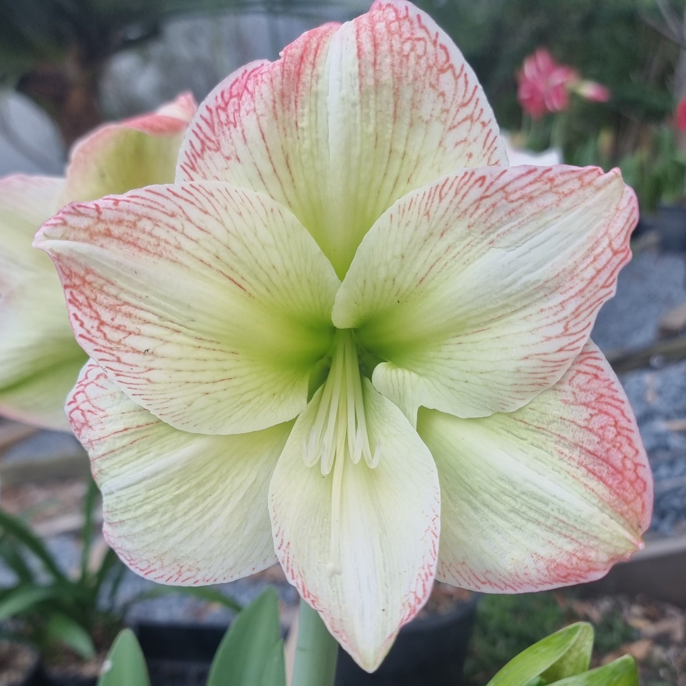 Hippeastrum 'THCo Delta' Red and white Double bloom