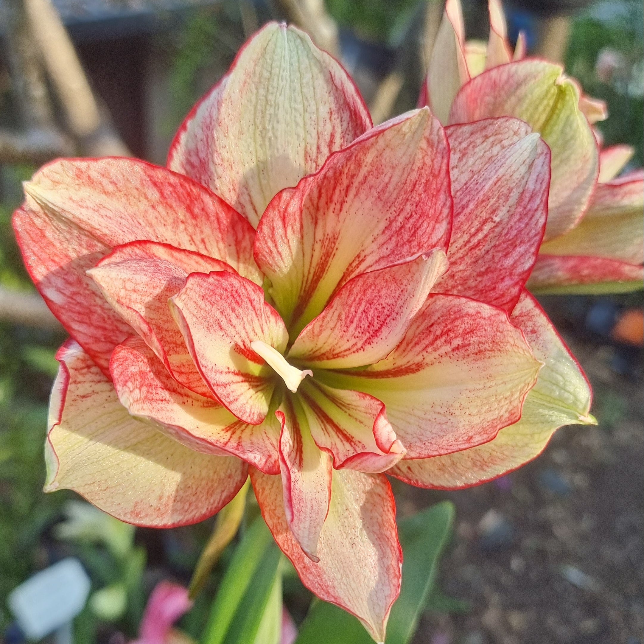 Maguire Bred Bulbs