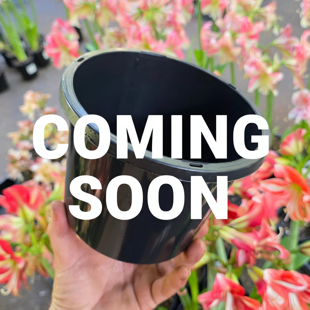 COMING SOON THCo. - Nursery Range