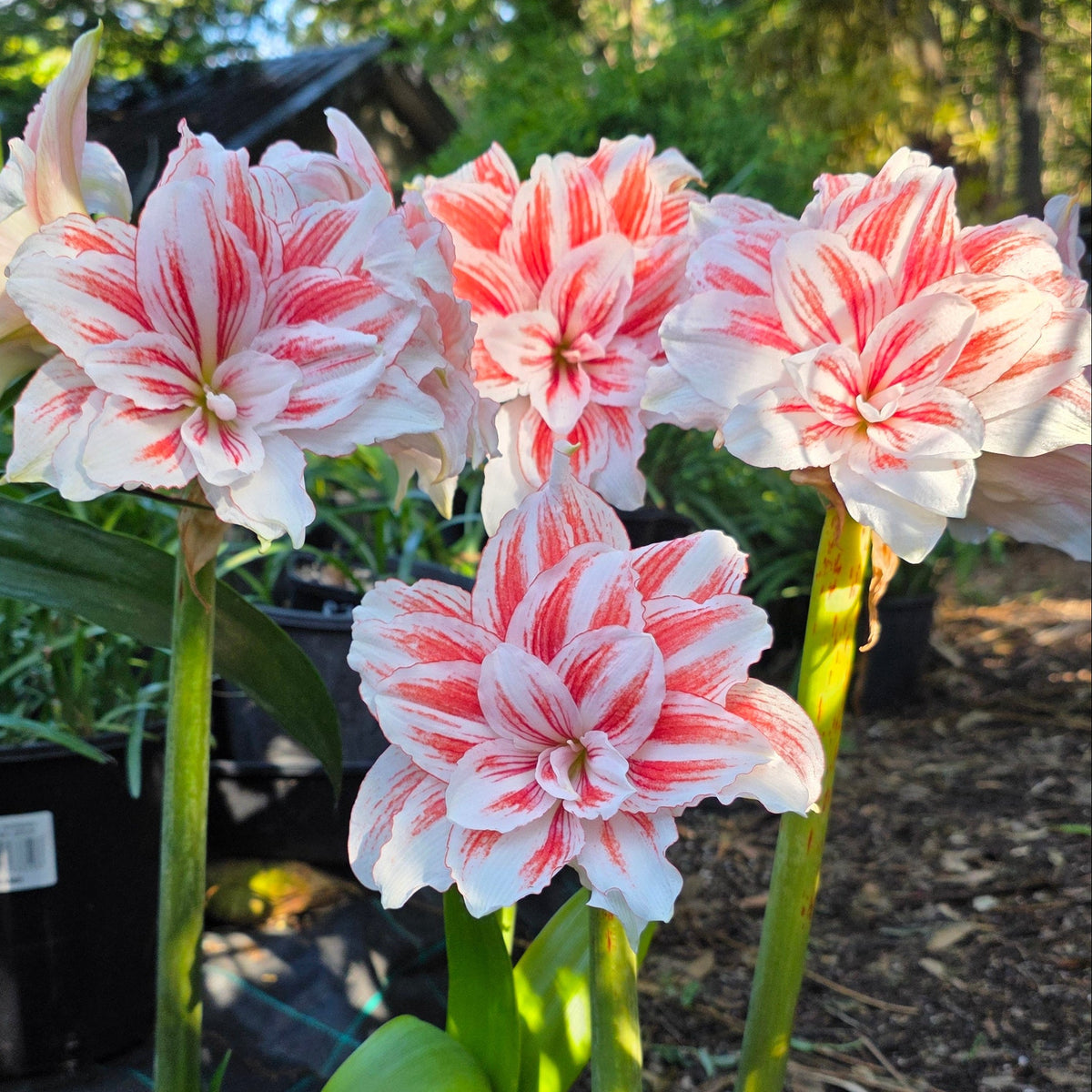 Hippeastrum Princess Madeleine Double Pink White Buy