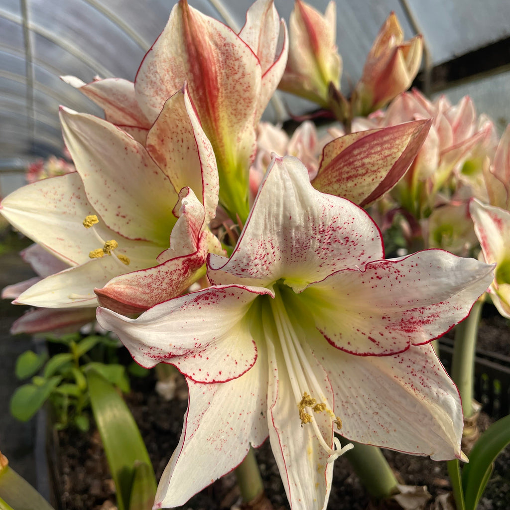 Hippeastrum '1000 Stars' – NEW 2026 PRE ORDER