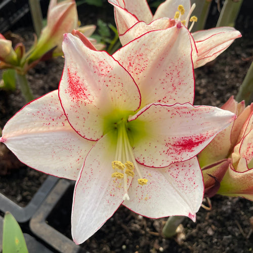 Hippeastrum '1000 Stars' – NEW 2026 PRE ORDER