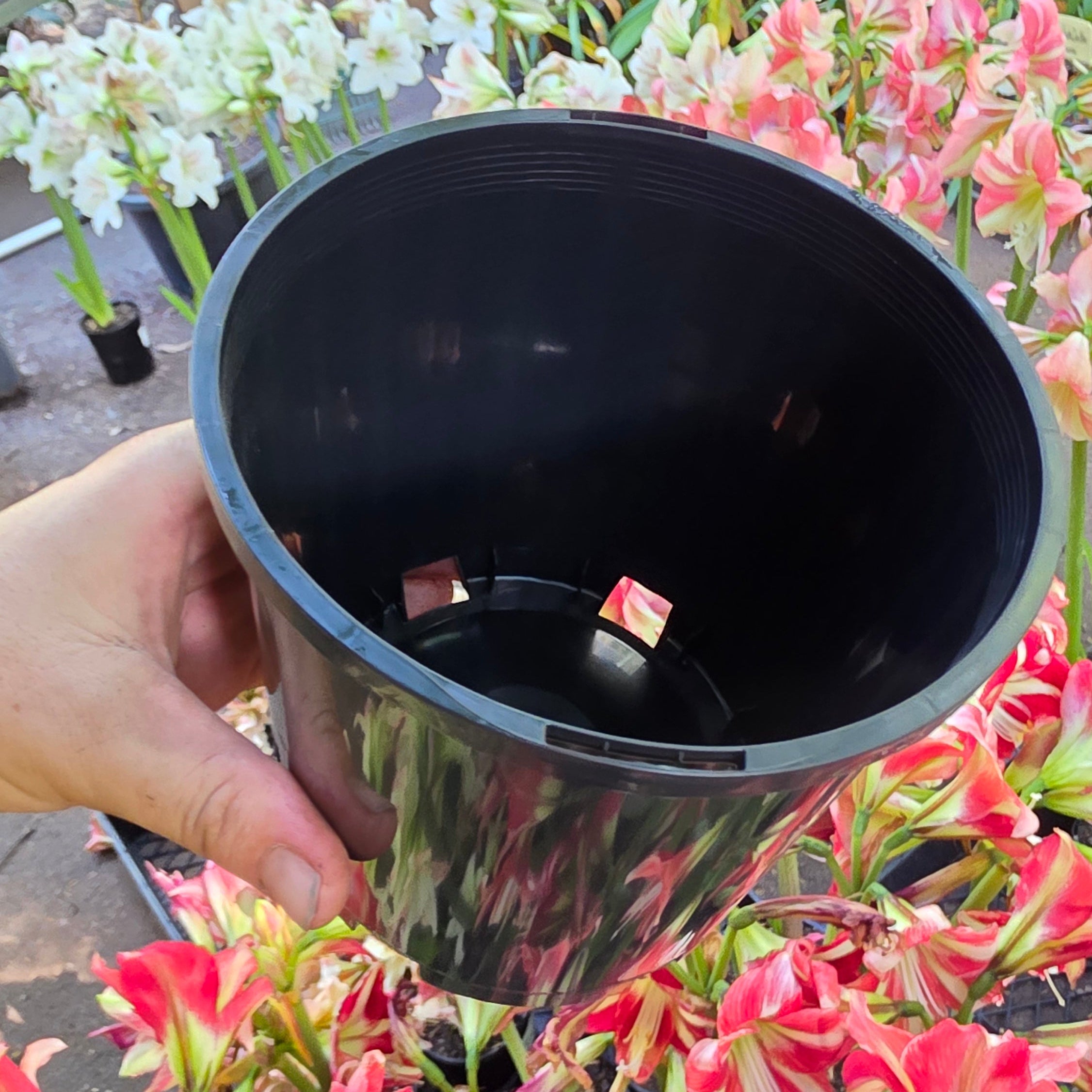 140mm Grow Pot Buy Hippeastrum