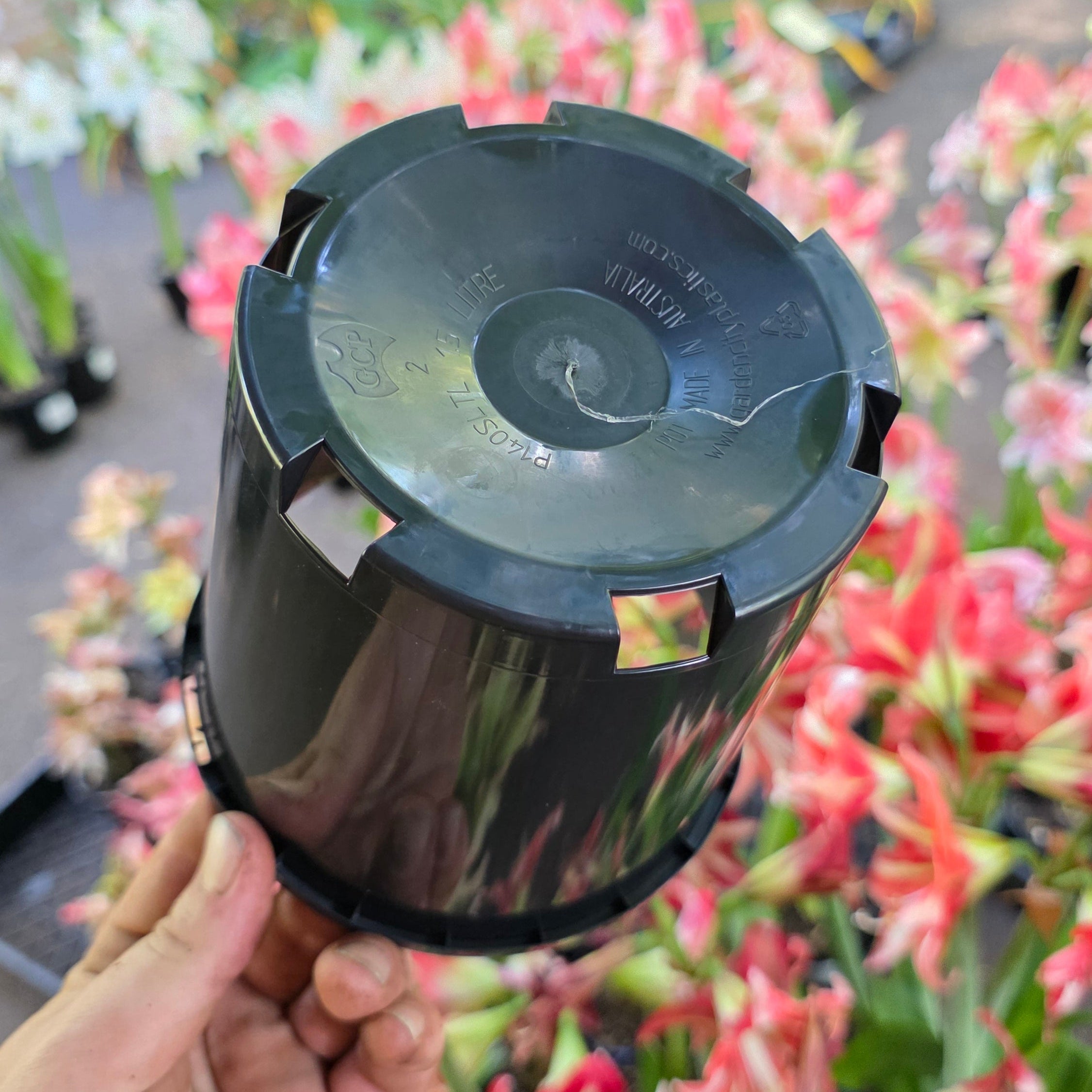 140mm Grow Pot Buy Hippeastrum