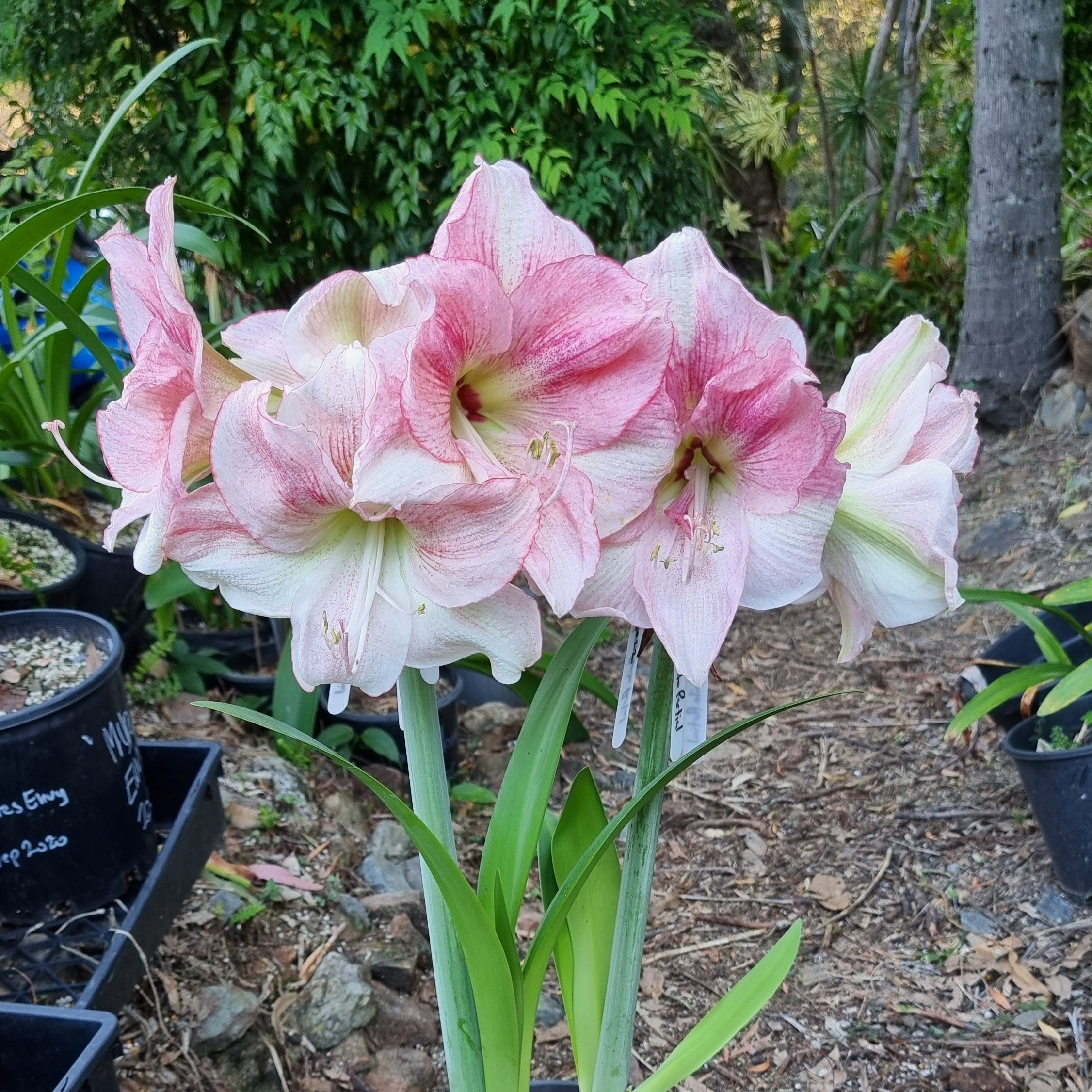 Hippeastrum ‘THCo Quite Partial’ – 18 Month Old Bulb
