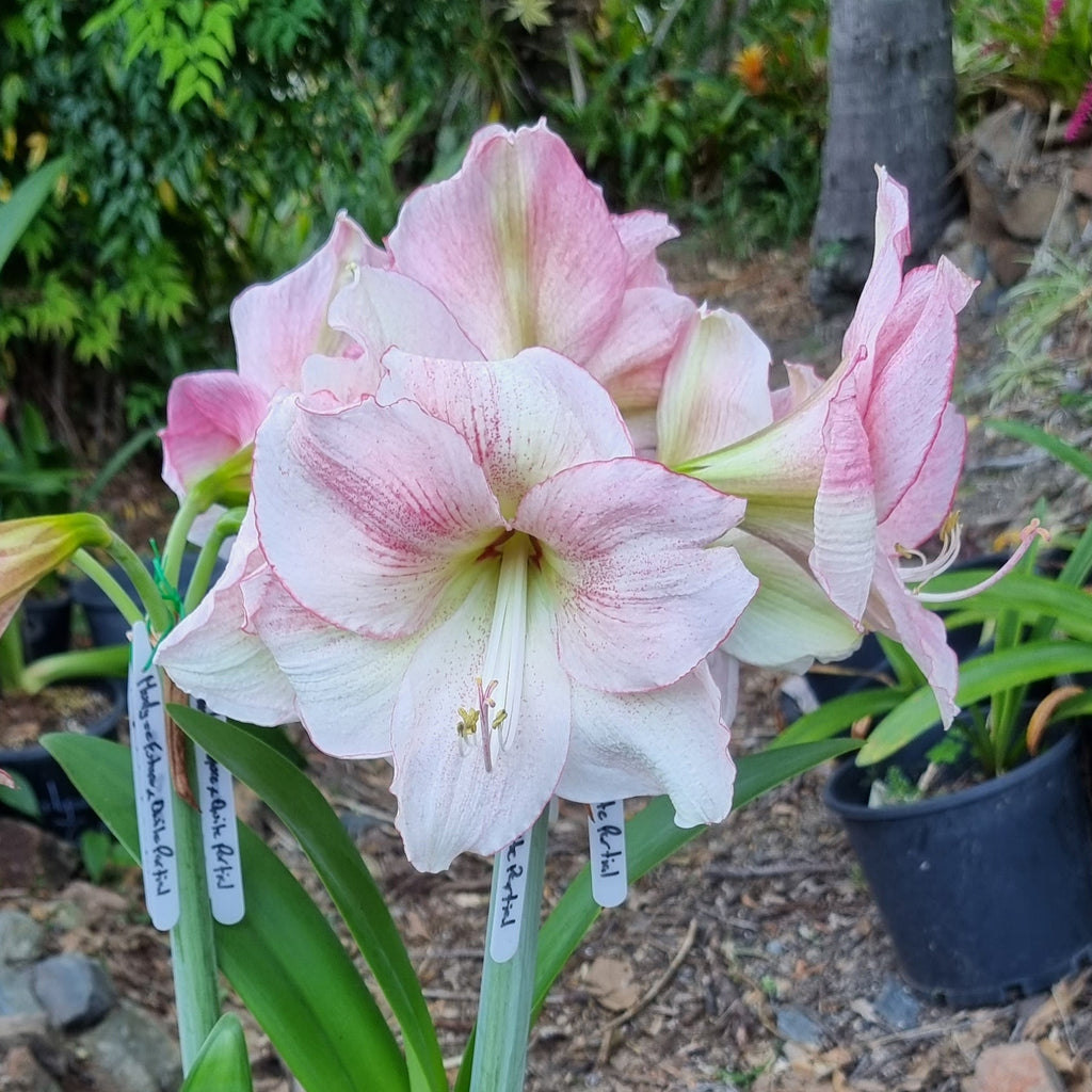 Hippeastrum ‘THCo Quite Partial’ – 18 Month Old Bulb