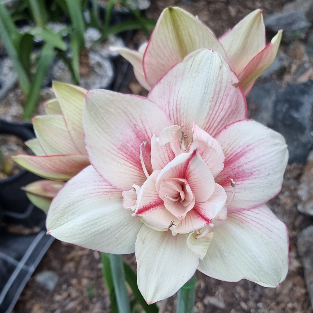Hippeastrum ‘THCo Adeline’ – 12 Month Old Bulb