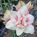 Hippeastrum ‘THCo Adeline’ – 12 Month Old Bulb