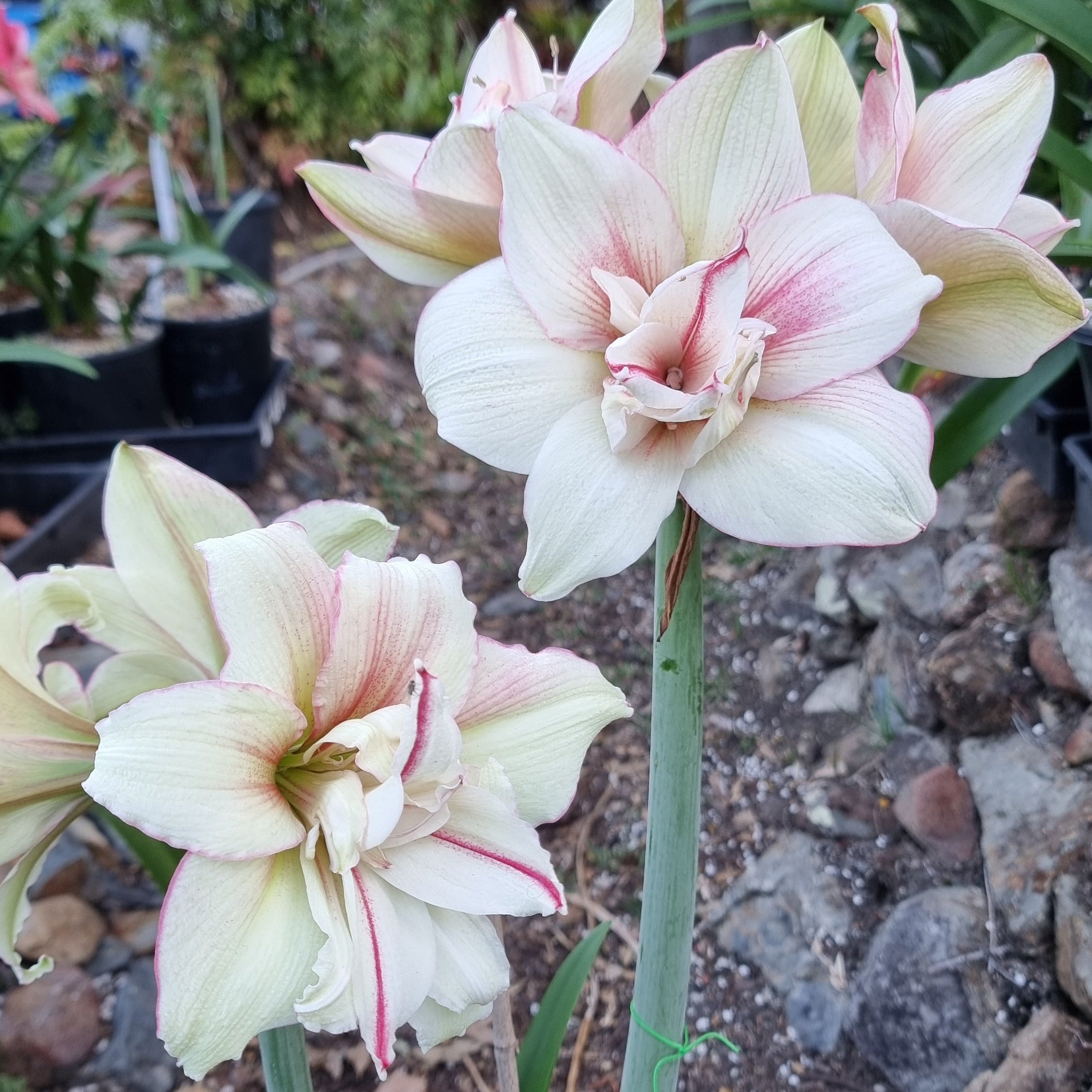 Hippeastrum ‘THCo Adeline’ – 12 Month Old Bulb