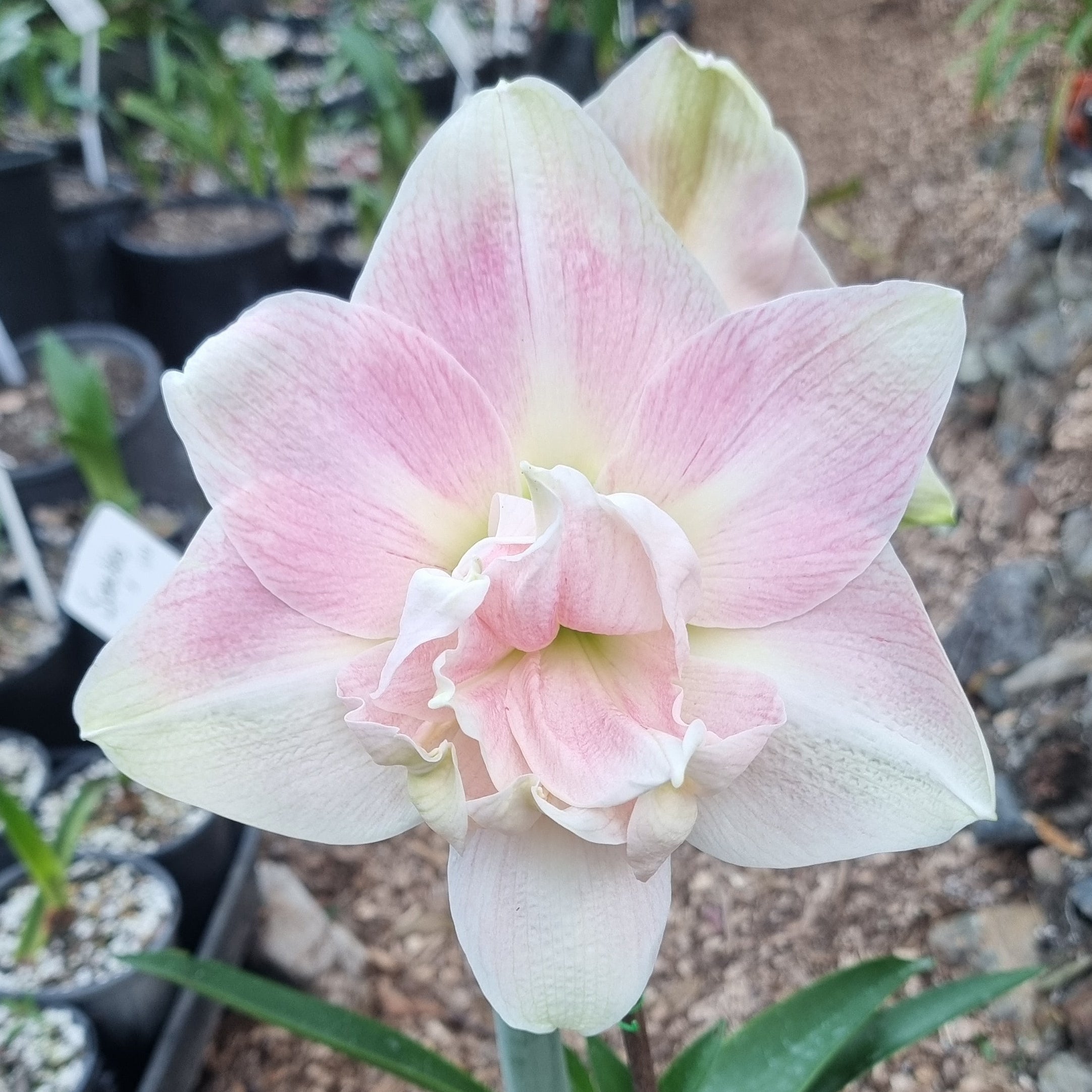 Hippeastrum ‘THCo Innocence’ – 12 Month Old Bulb RARE