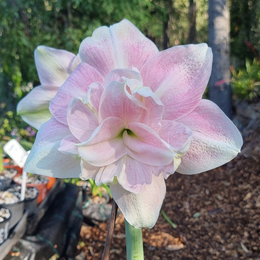 Hippeastrum ‘THCo Innocence’ – 12 Month Old Bulb RARE