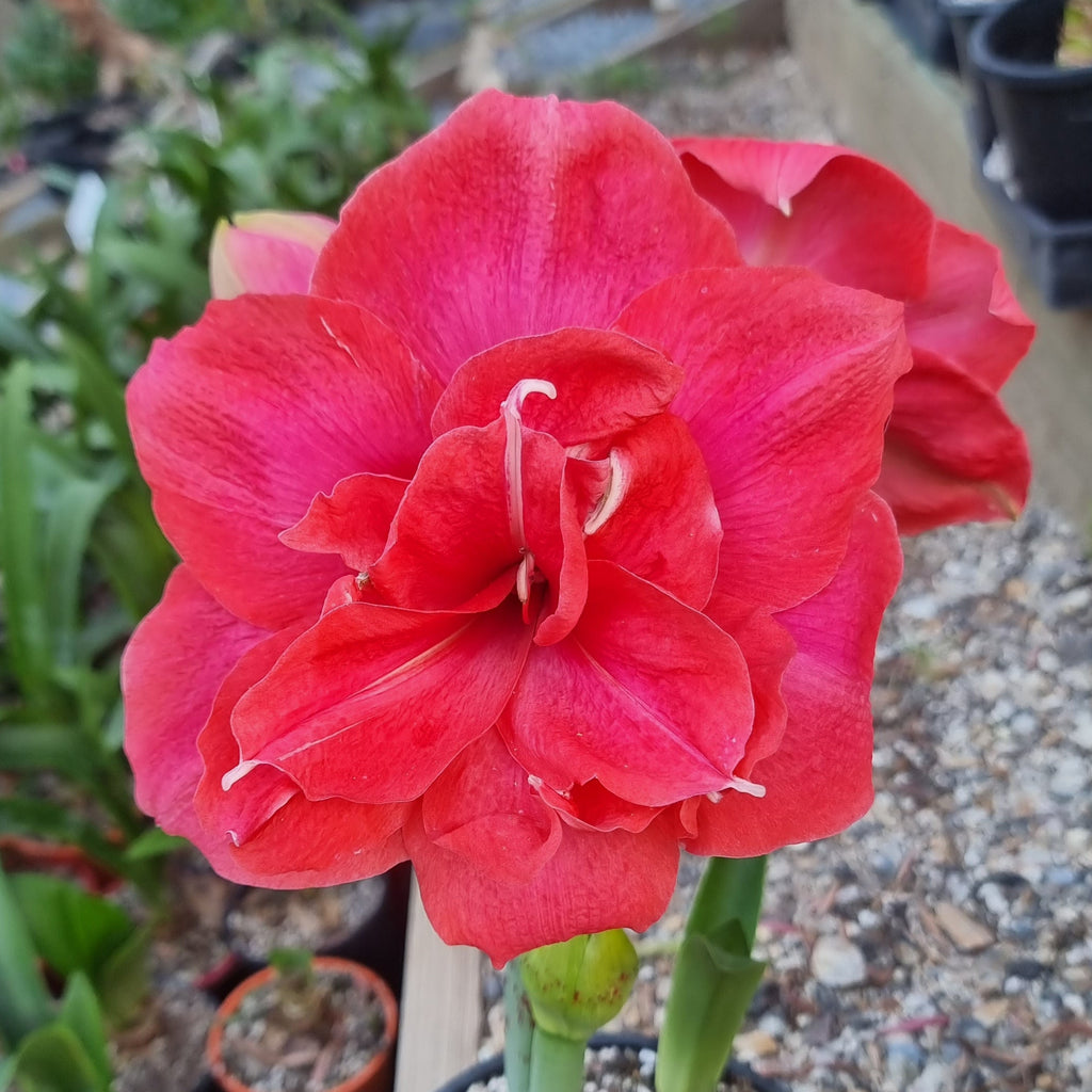 Hippeastrum ‘THCo Woop-di-Doo’ – 12 Month Old Bulb RARE