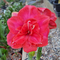 Hippeastrum ‘THCo Woop-di-Doo’ – 12 Month Old Bulb RARE