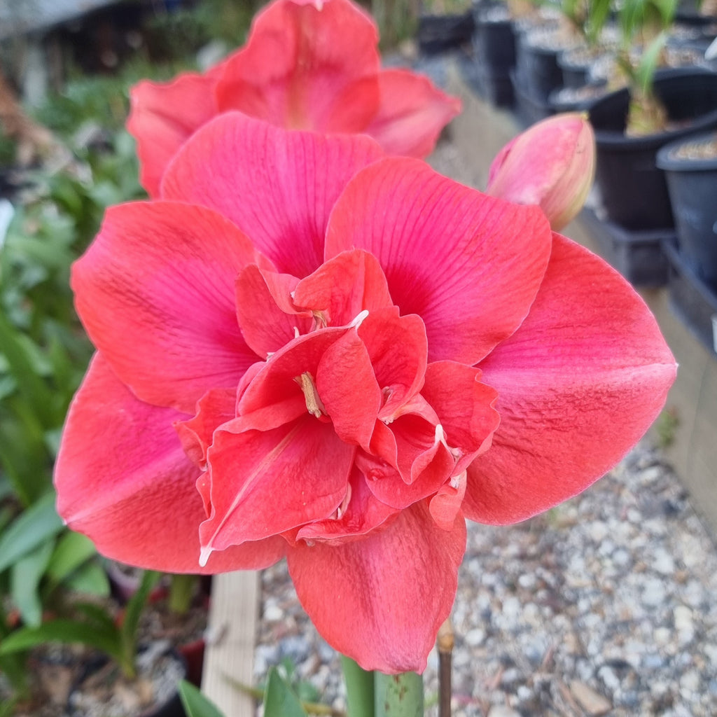 Hippeastrum ‘THCo Woop-di-Doo’ – 12 Month Old Bulb RARE