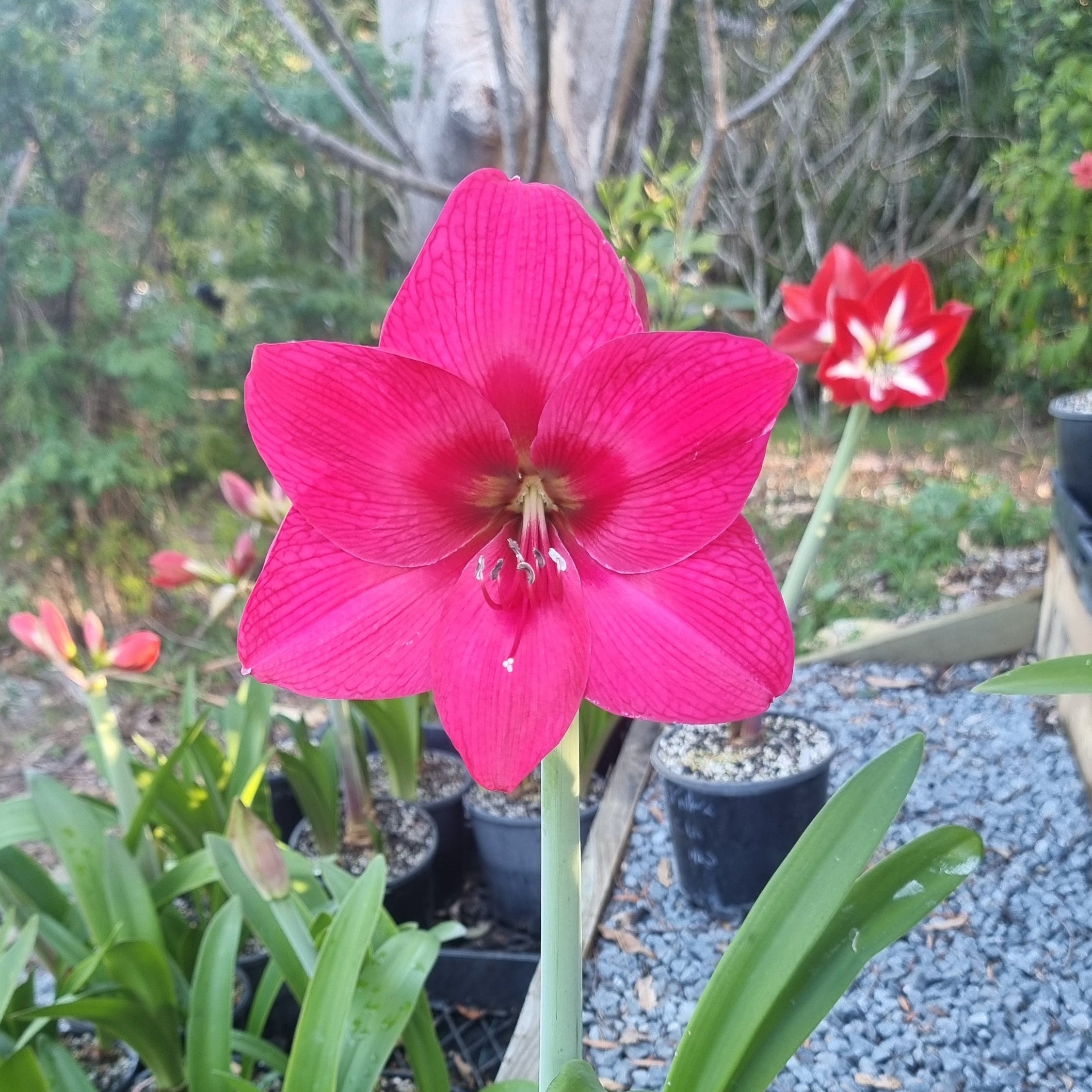 Hippeastrum ‘THCo Cyclamen’ – 12 Month Old Bulb