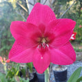 Hippeastrum ‘THCo Cyclamen’ – 12 Month Old Bulb