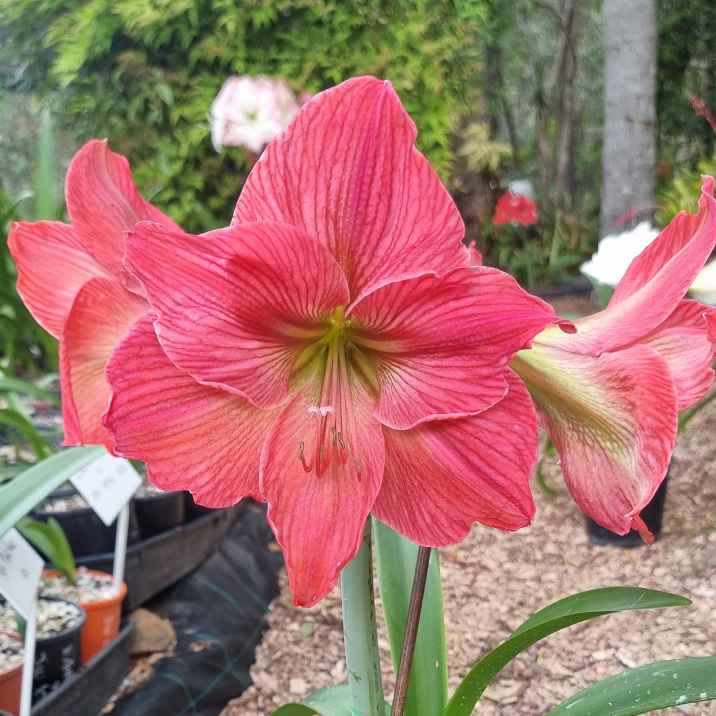 Hippeastrum 'THCo Reef' 12 Month Old Bulb
