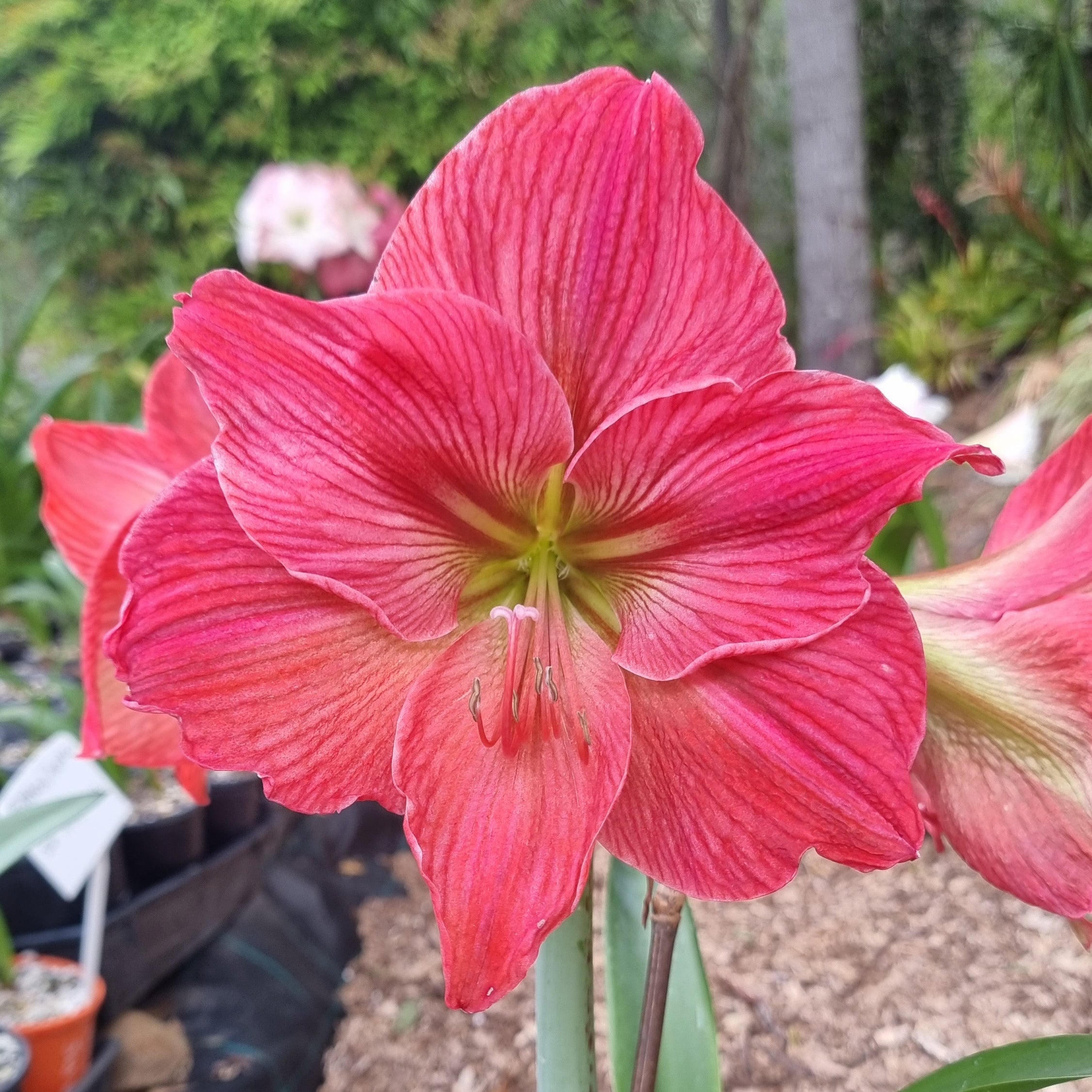 Hippeastrum 'THCo Reef' 12 Month Old Bulb