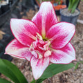 Hippeastrum ‘THCo Enigma’ – 12 Month Old Bulb RARE
