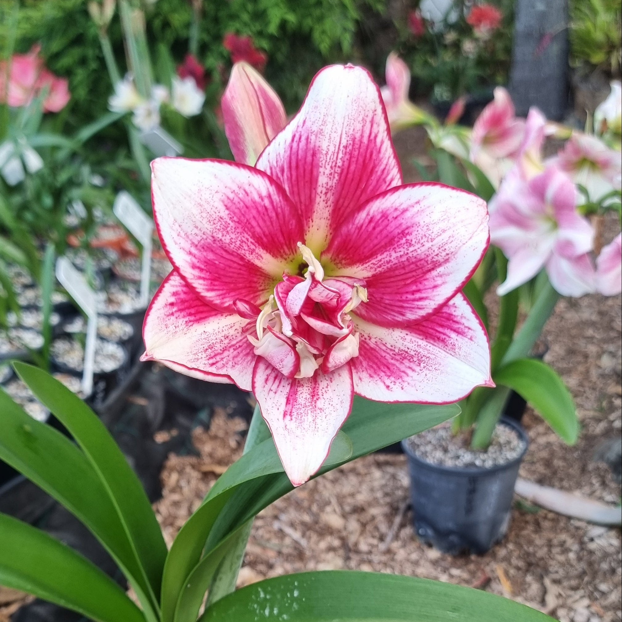Hippeastrum ‘THCo Enigma’ – 12 Month Old Bulb RARE