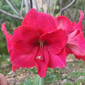 Hippeastrum 'THCo Olivia' 12-18 Month Old Bulb