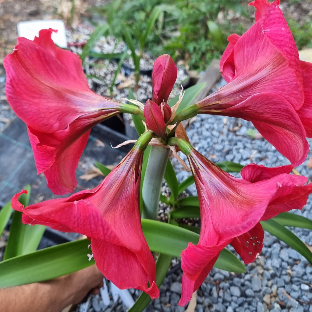 Hippeastrum 'THCo Olivia' 12-18 Month Old Bulb