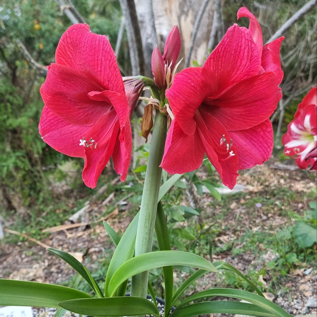 Hippeastrum 'THCo Olivia' 12-18 Month Old Bulb
