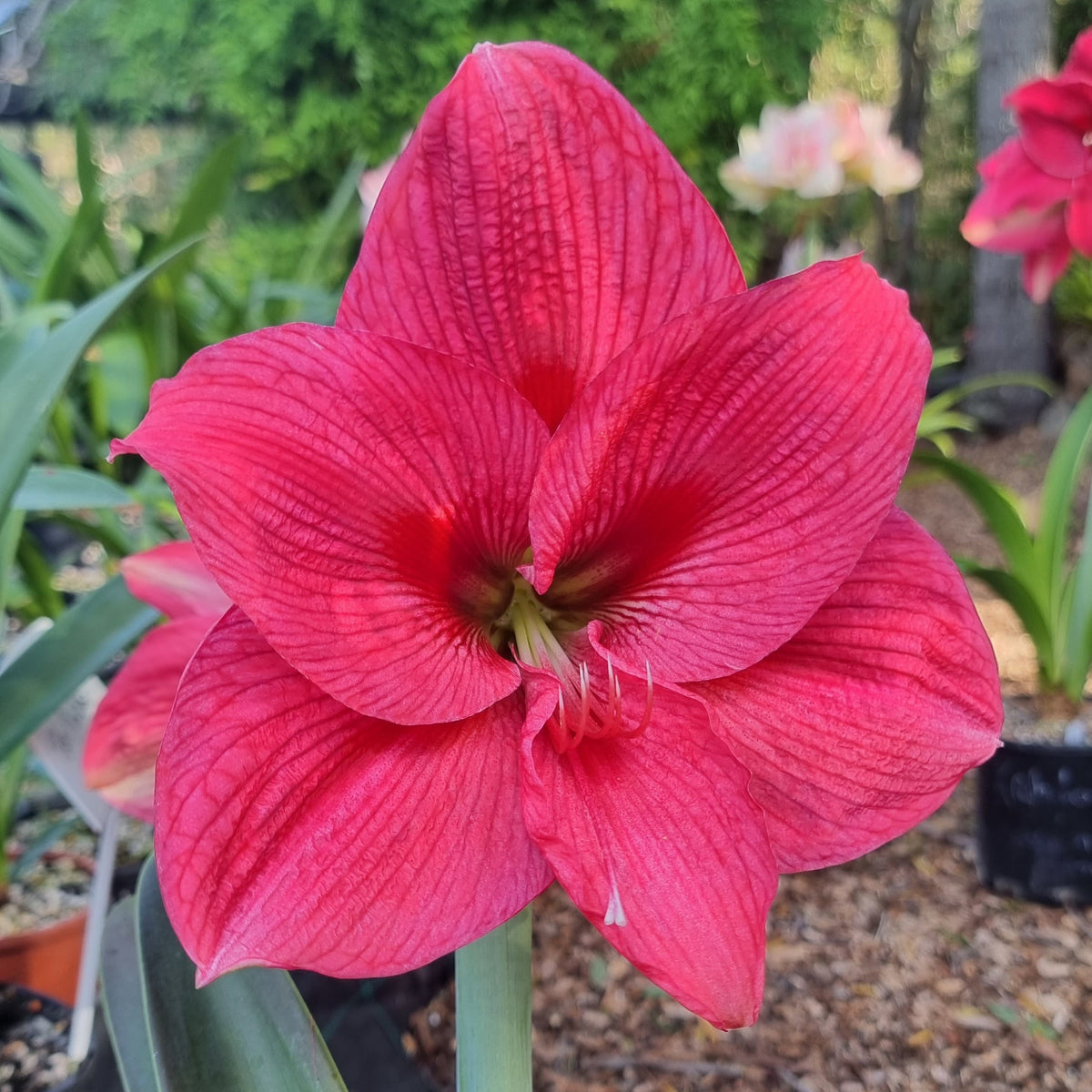 Hippeastrum 'THCo Rose`' 12 Month Old Bulb NEW!