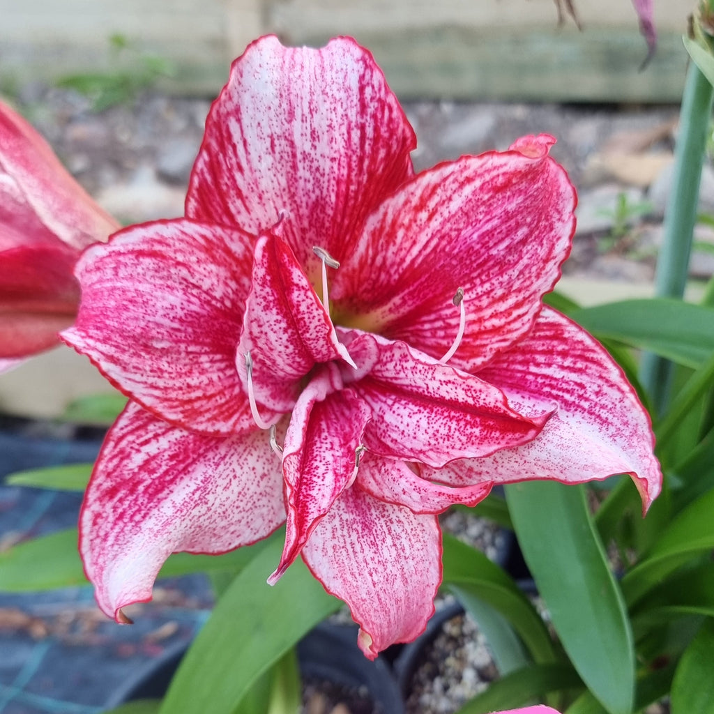 Hippeastrum ‘Speckles’ – 12 Month Old Bulb