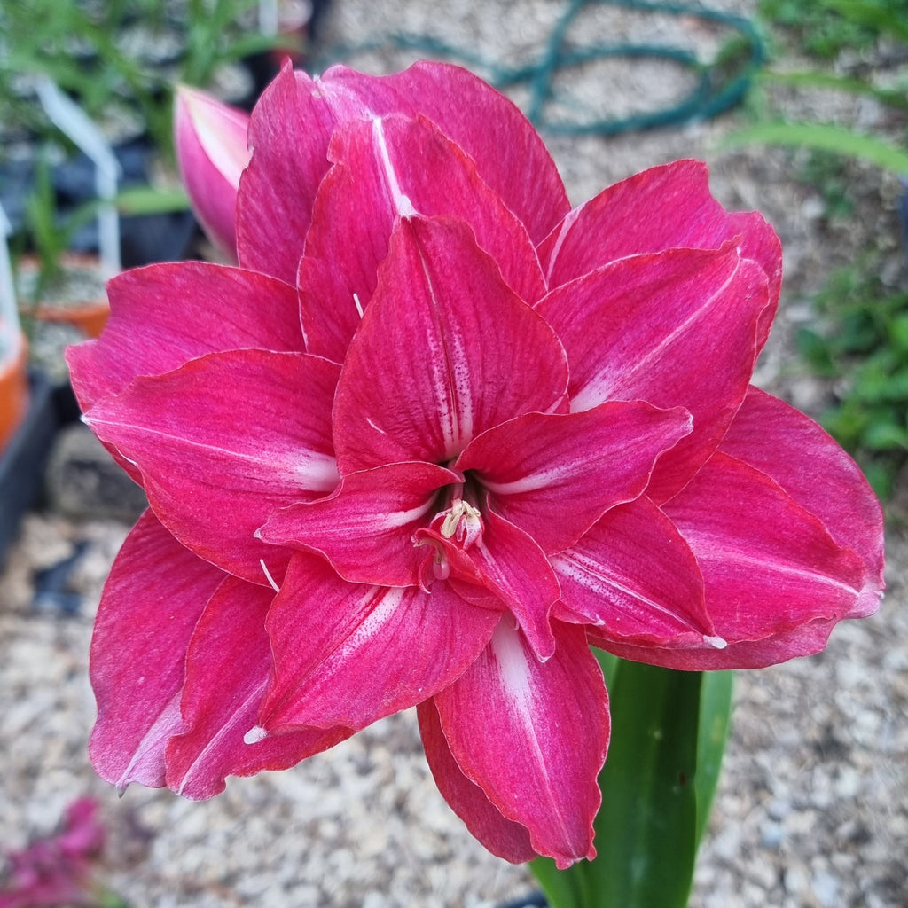 Maguires Double Hippeastrum ‘Elkie’ – 12 Month Old Bulb Sought After