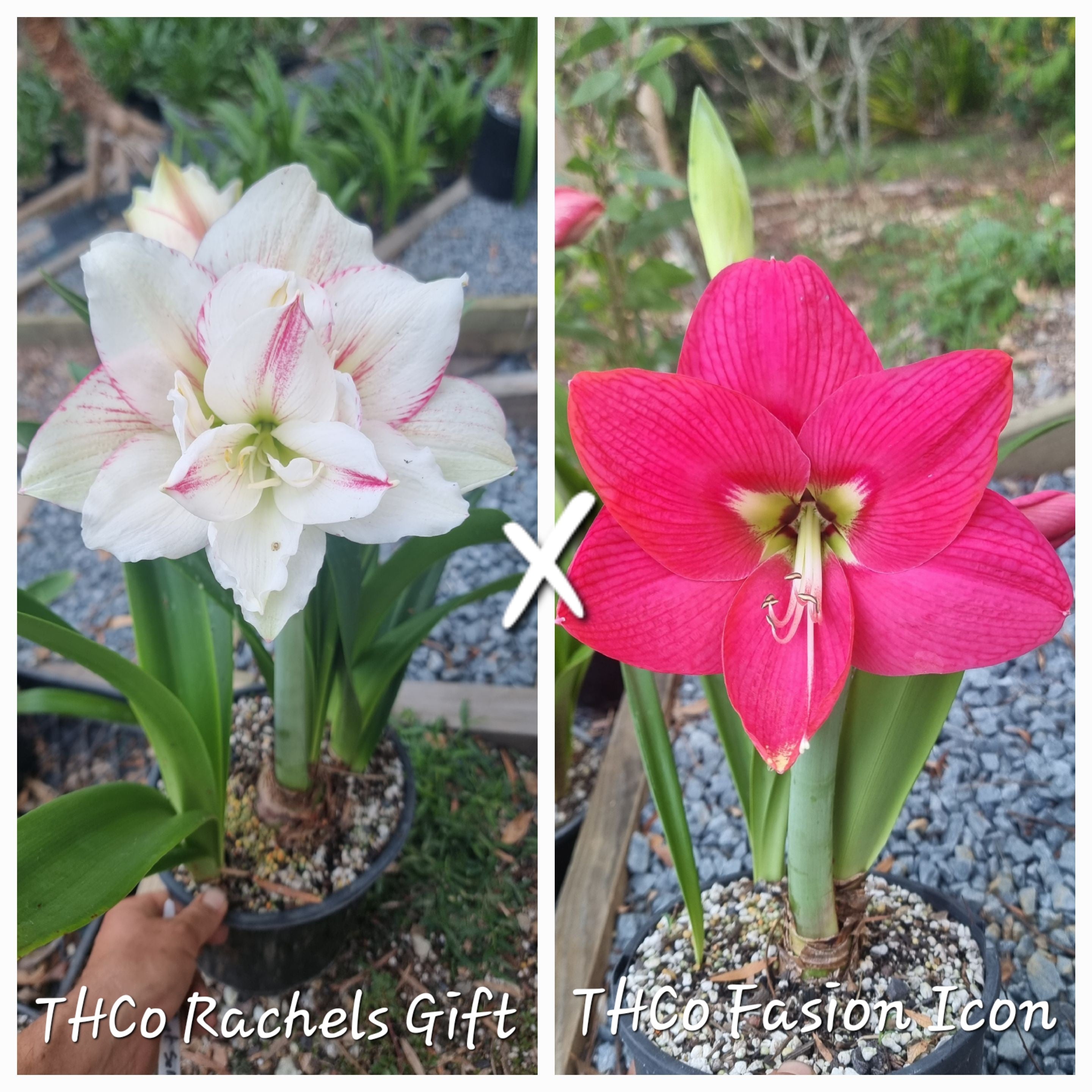 Hippeastrum Seedling 12+ Month Old ‘THCo Rachel's Gift’ x ‘THCo Wicked Games’