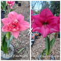 Hippeastrum Seedling 12 Month Old 'THCo Younger' x 'THCo Fasion Icon'