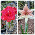 Hippeastrum Seedling 12+ Month Old ‘THCo Woop-Di-Doo’ x ‘THCo Pretty Woman' NEW!