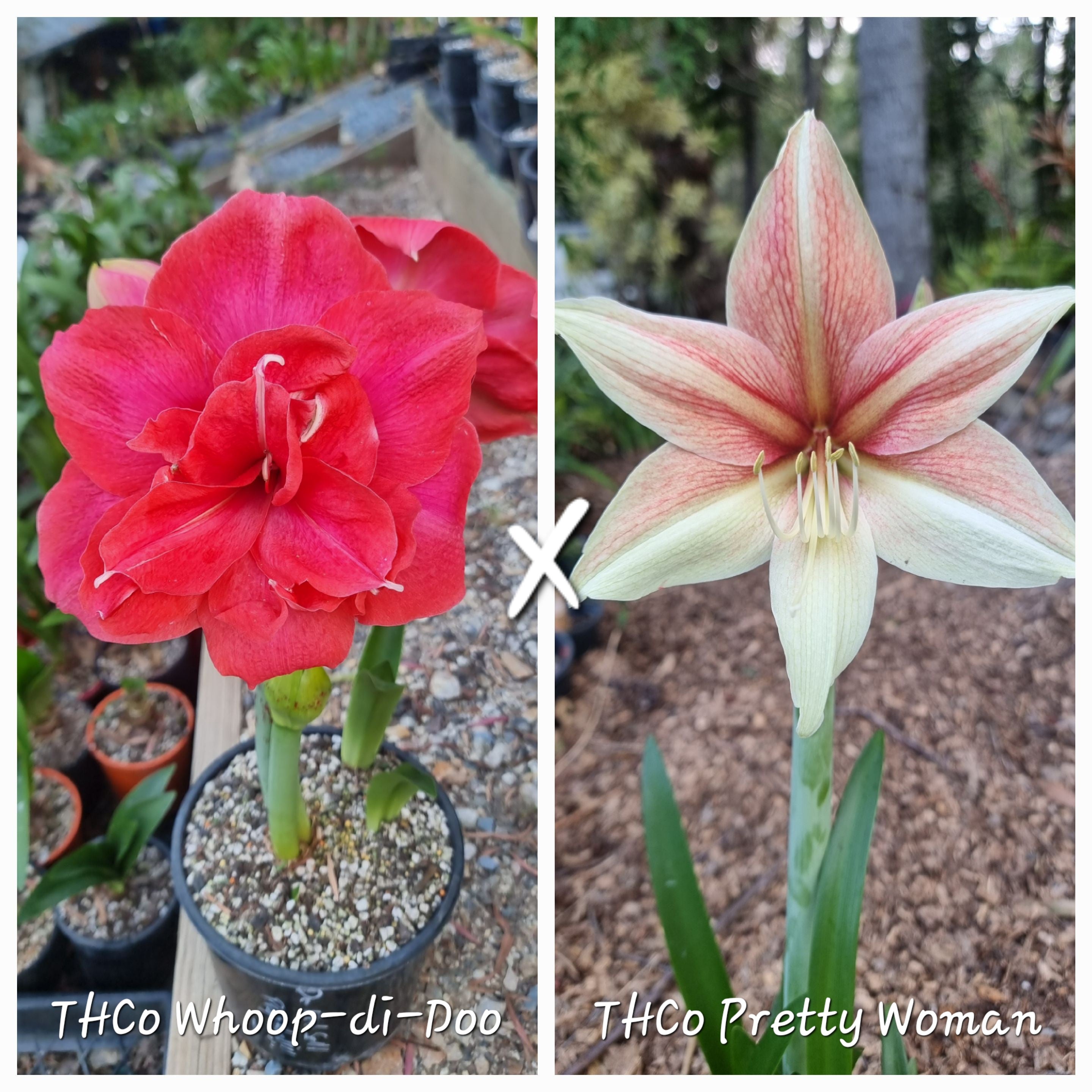 Hippeastrum Seedling 12+ Month Old ‘THCo Woop-Di-Doo’ x ‘THCo Pretty Woman' NEW!