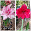 Hippeastrum Seedling 12+ Month Old ‘THCo Alora’ x ‘THCo Mudgee Plum’