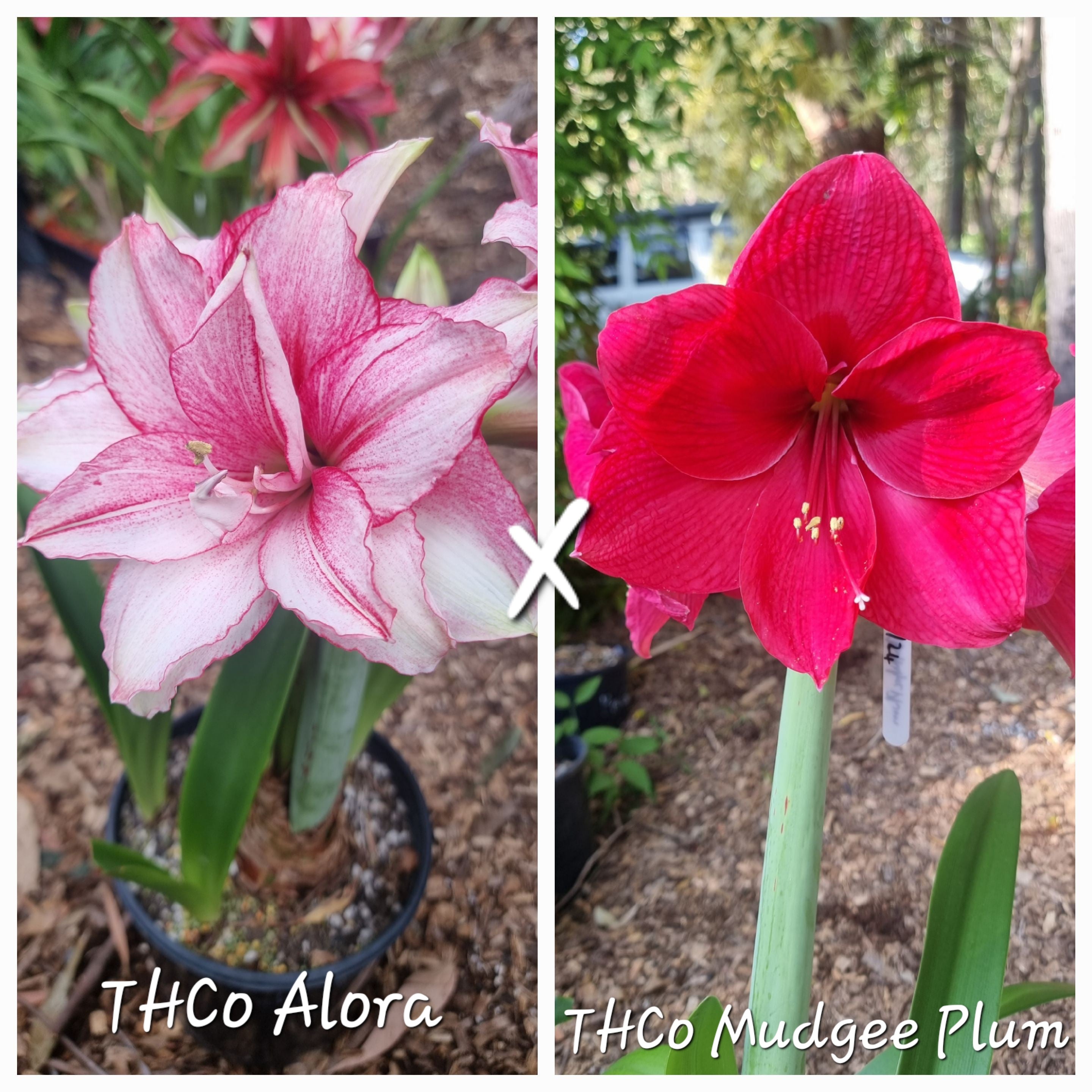 Hippeastrum Seedling 12+ Month Old ‘THCo Alora’ x ‘THCo Mudgee Plum’