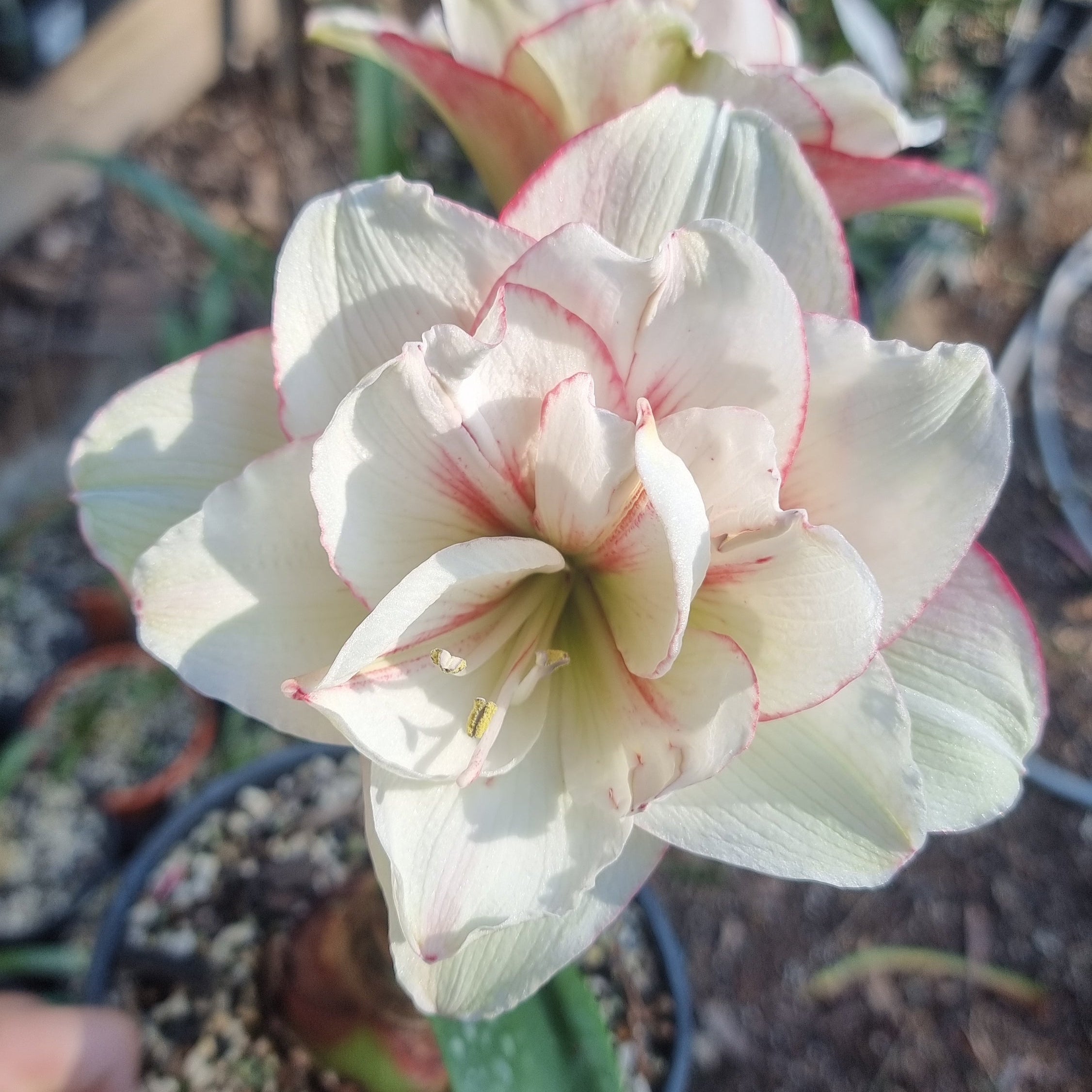 Hippeastrum ‘THCo Pup’ – 12 Month Old Bulb