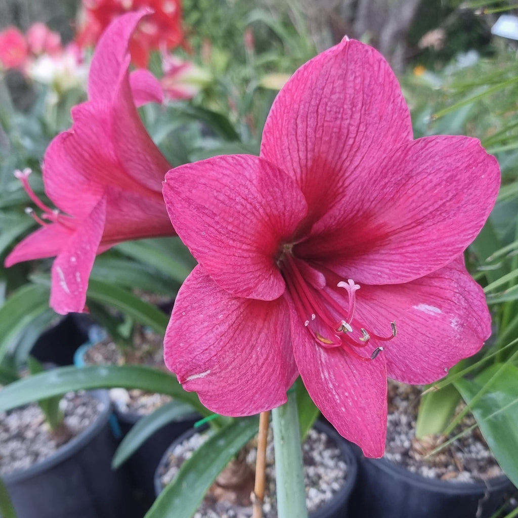 Hippeastrum 'THCo Eden Grae' 12 Month Old Bulb