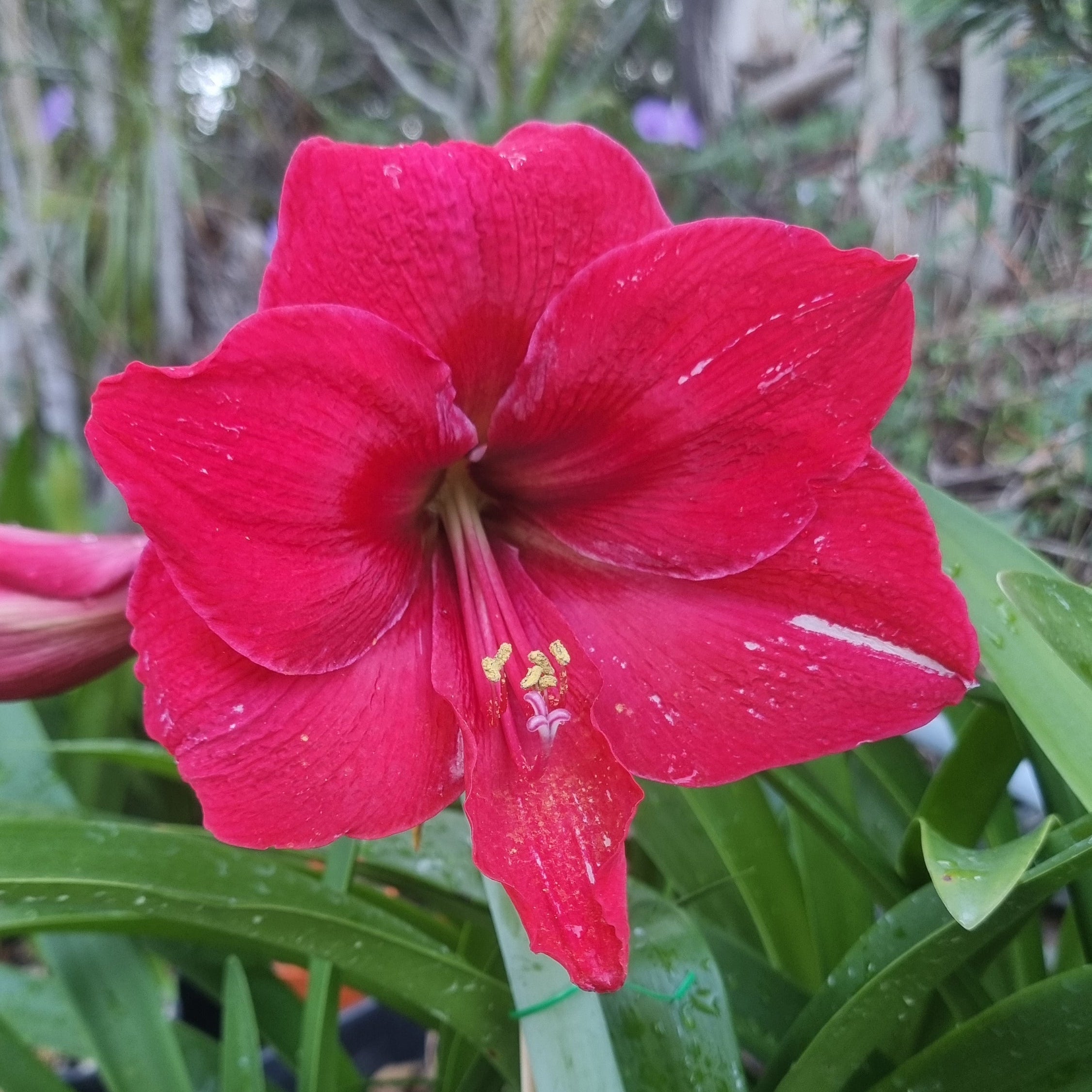 Hippeastrum ‘THCo #22 2025’ – MATURE 3+ YEAR OLD BULB