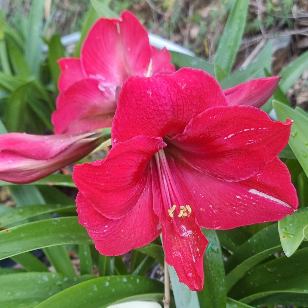 Hippeastrum ‘THCo #22 2025’ – MATURE 3+ YEAR OLD BULB