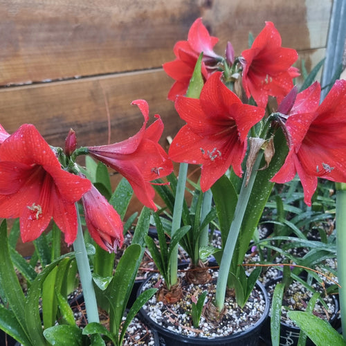 Hippeastrum 'Fire Dancer'