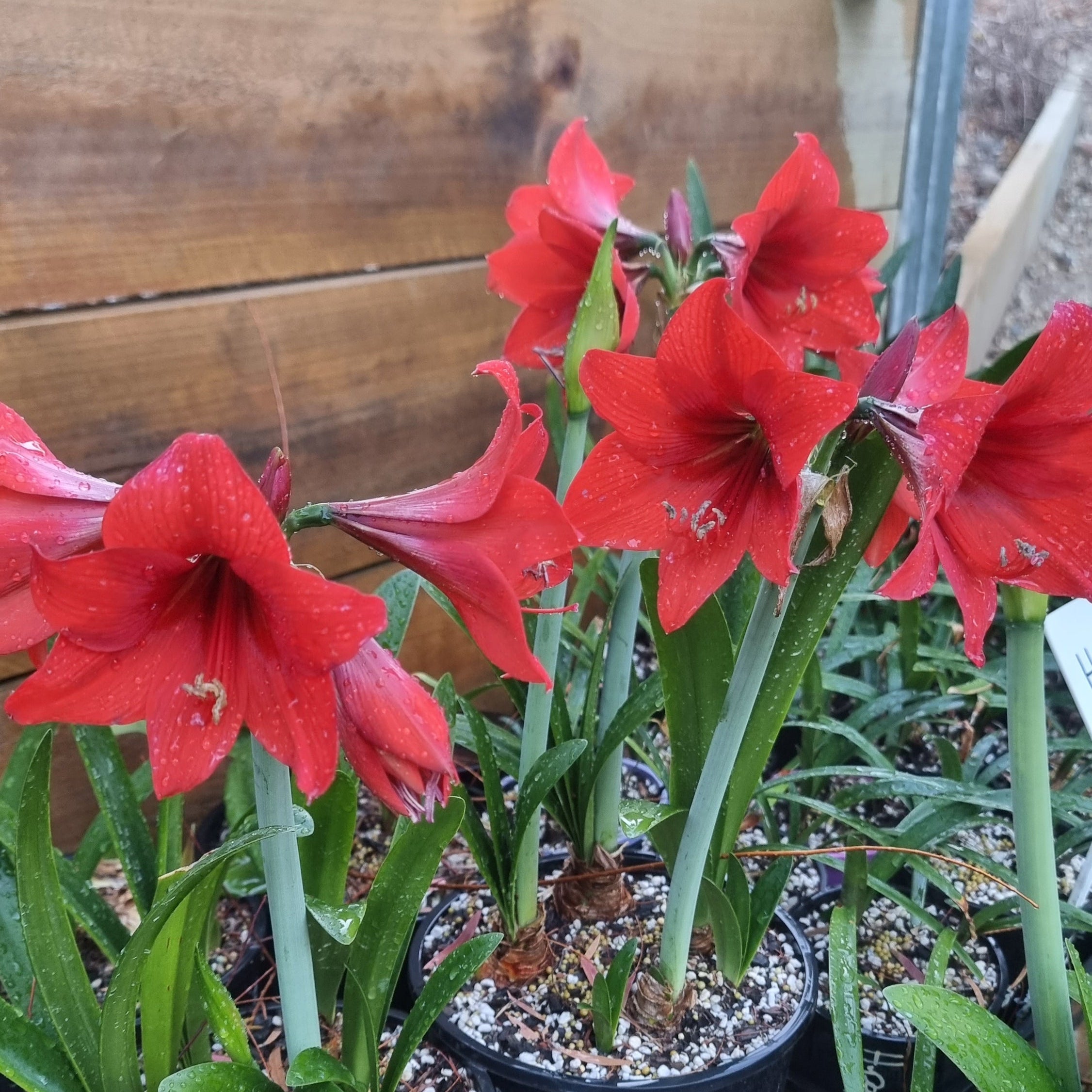 Hippeastrum 'Fire Dancer'