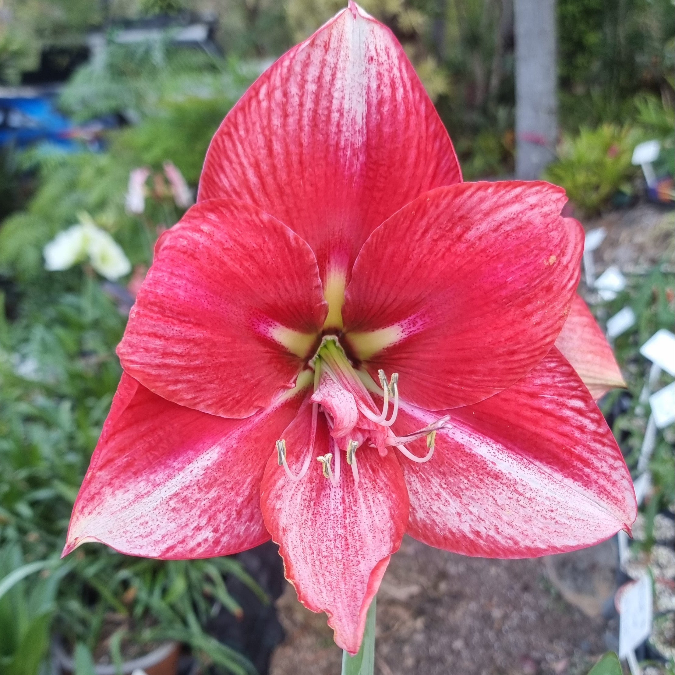 Hippeastrum ‘THCo #30 2025’ – MATURE 3+ YEAR OLD BULB