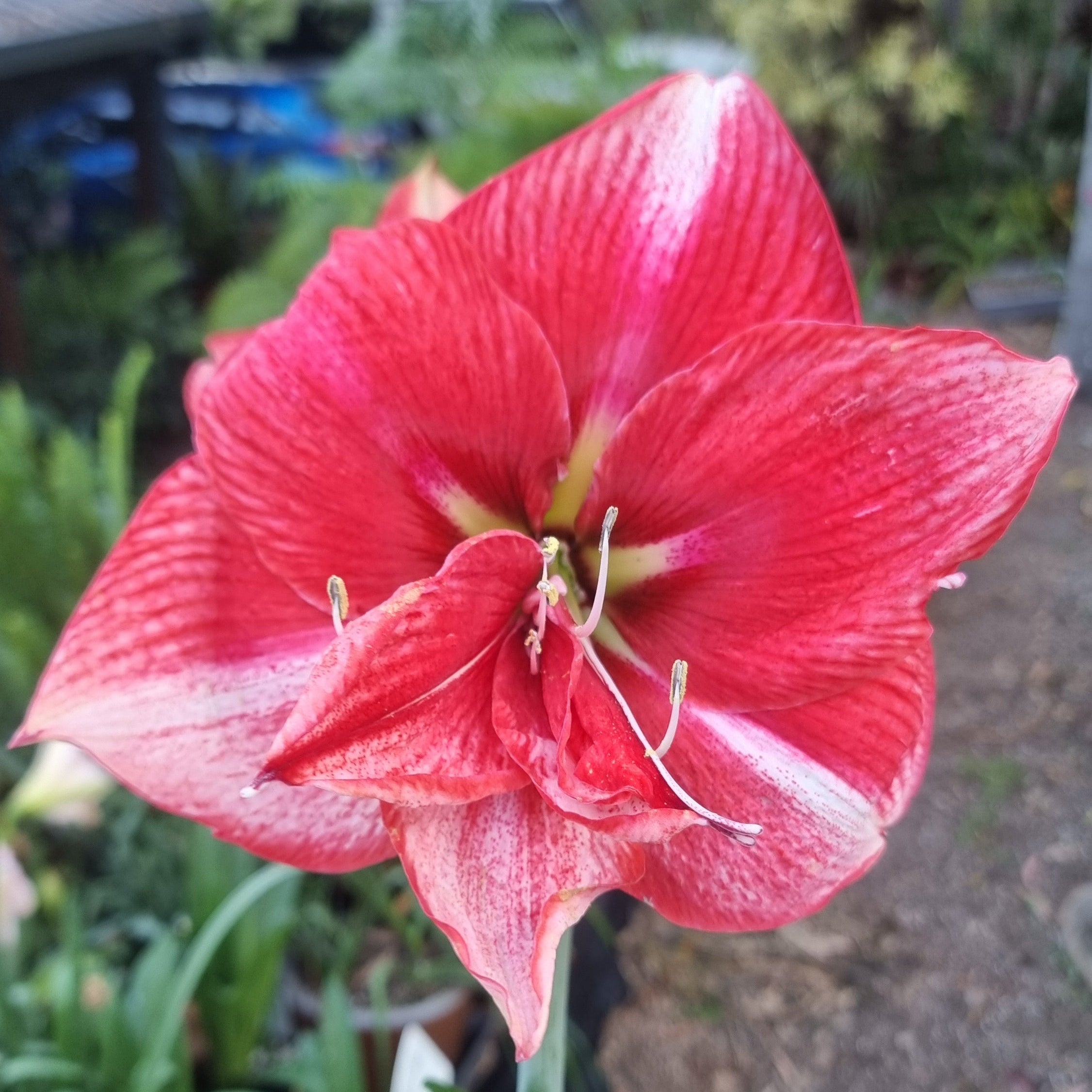 Hippeastrum ‘THCo #30 2025’ – MATURE 3+ YEAR OLD BULB