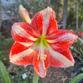Hippeastrum ‘THCo #38 2025’ – MATURE 3+ YEAR OLD BULB