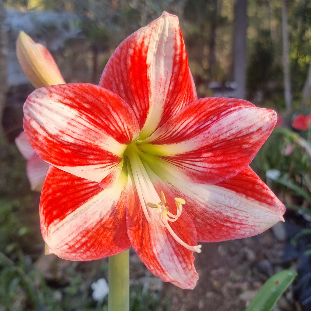Hippeastrum ‘THCo #38 2025’ – MATURE 3+ YEAR OLD BULB
