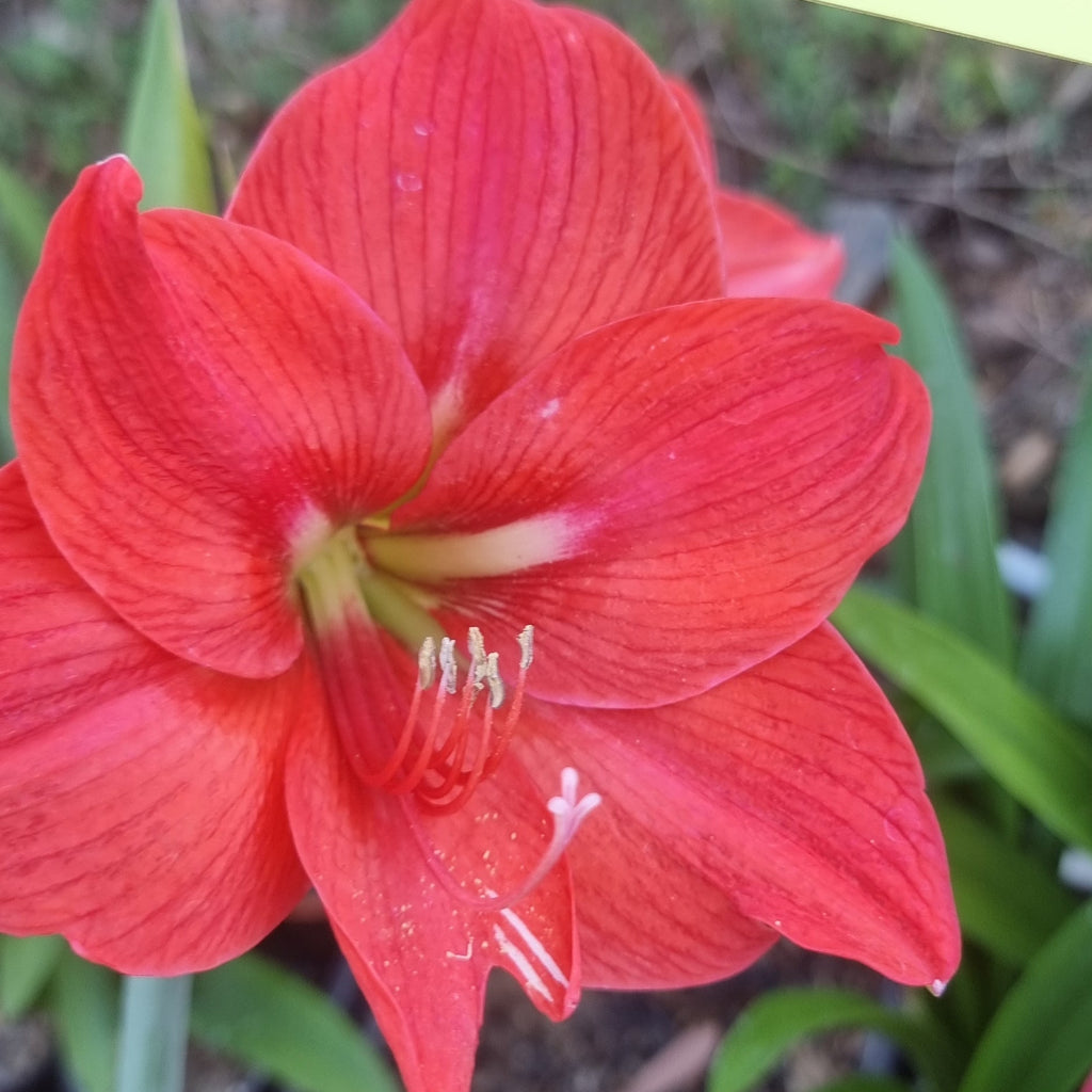 Hippeastrum 'THCo #39 2025' Flowering Sized Bulb