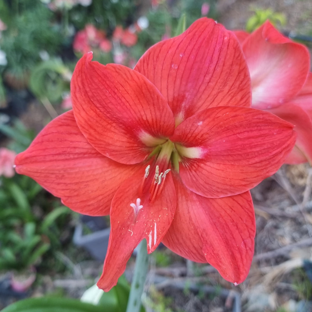 Hippeastrum 'THCo #39 2025' Flowering Sized Bulb