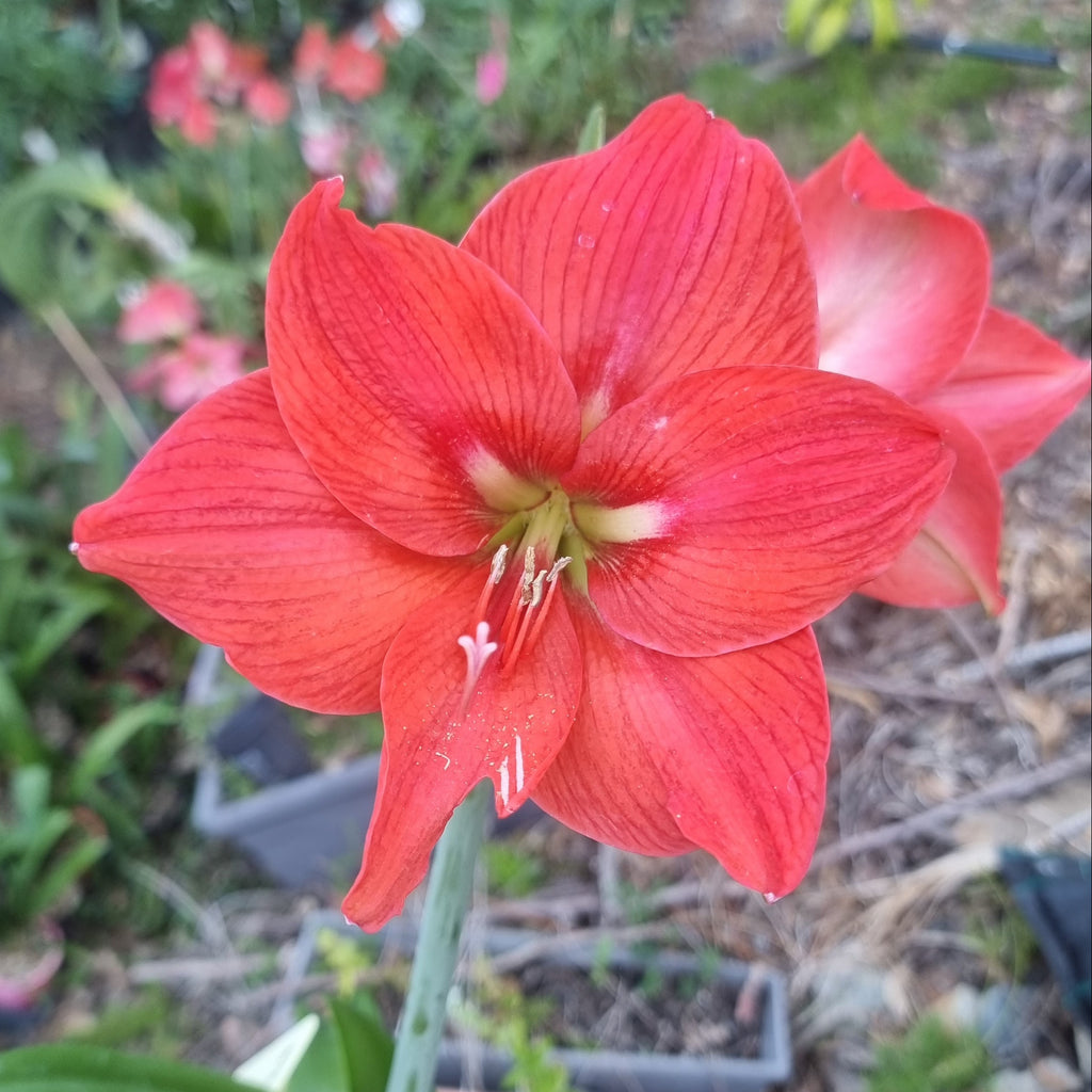 Hippeastrum 'THCo #39 2025' Flowering Sized Bulb