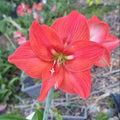 Hippeastrum 'THCo #39 2025' Flowering Sized Bulb